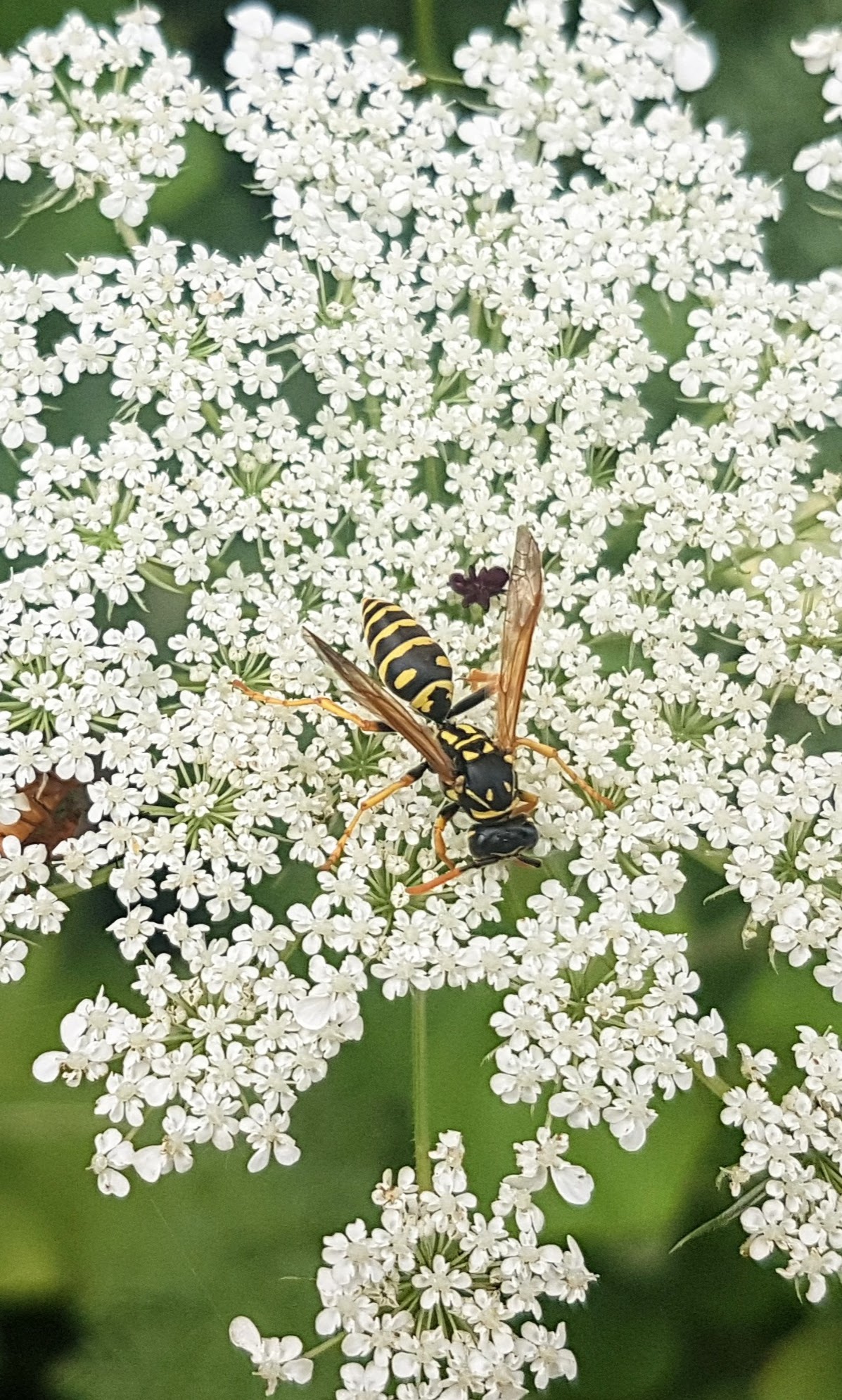 An interview with Pollinator Partnership Canada – Green Ottawa